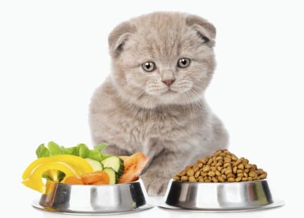 Чем кормить шотландского вислоухого котенка читайте статью