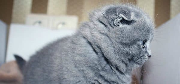 Чем кормить вислоухого шотландского котенка по возрастам