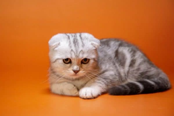 Кормление шотландского вислоухого котенка