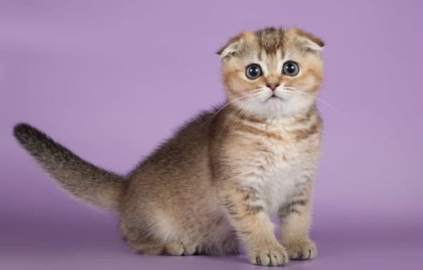 Рацион по месяцам для шотландского вислоухого котенка