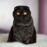 Скоттиш фолд окрас черный