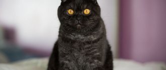 Скоттиш фолд окрас черный