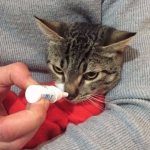 Терапия насморка у кота лекарственными препаратами
